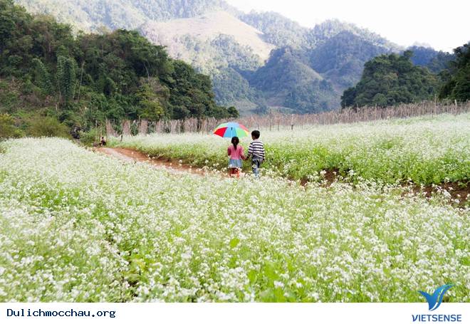 Top ảnh đẹp Hoa Cai - Mộc Châu - Ảnh 8 Top ảnh đẹp Hoa Cai - Mộc Châu - Ảnh 8