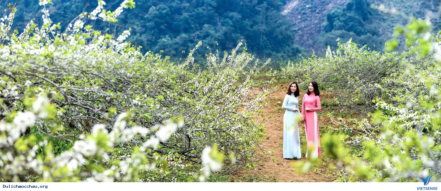 TOUR  HÀ NỘI - MAI CHÂU - MỘC CHÂU MÙA HOA - 2 Ngày 1 Đêm