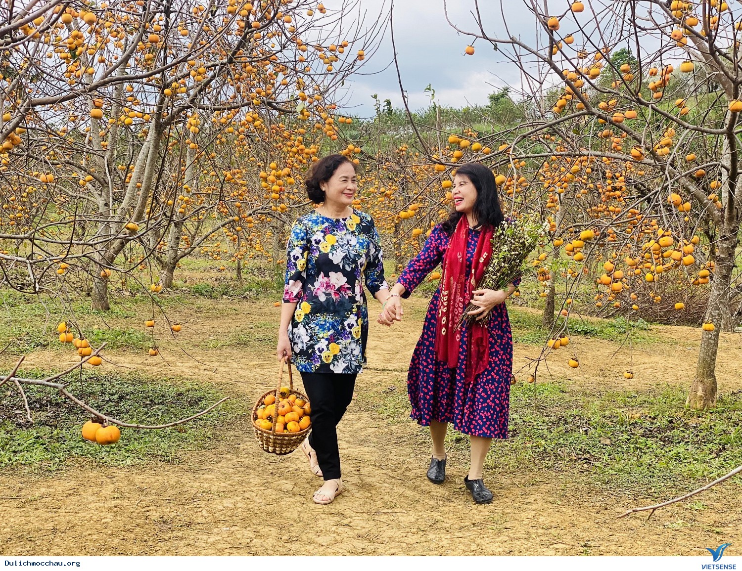 Chương trình Mộc Châu Mùa hoa mơ hoa mận - Săn Mây Tà Xùa - Ảnh 5