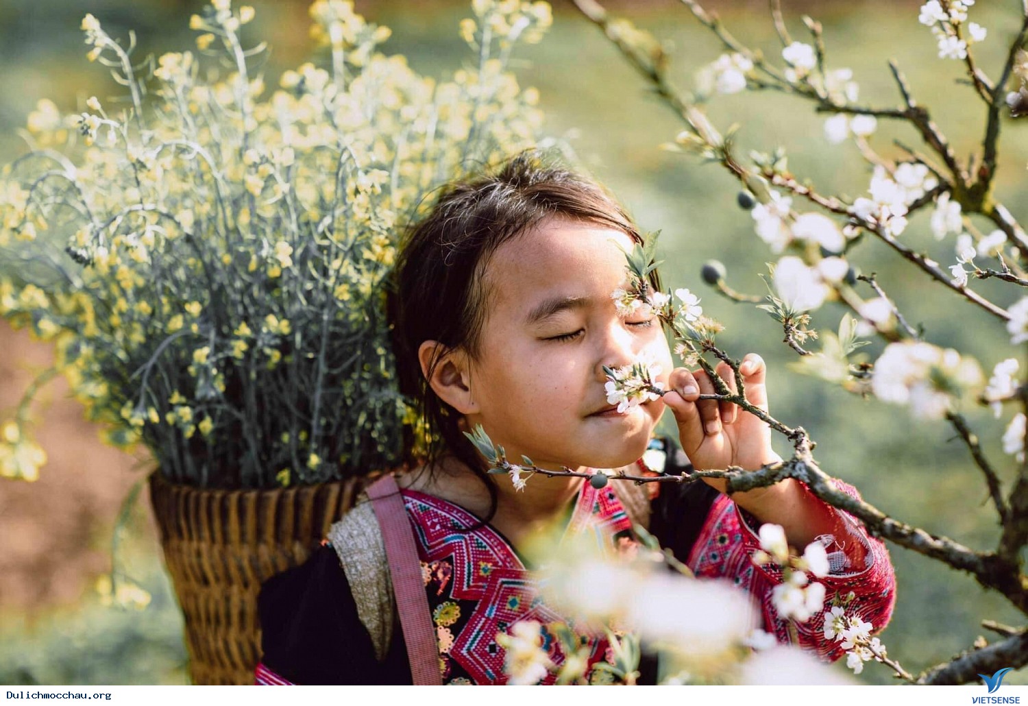 HN - Mộc Châu - Sơn La - Điện Biên Tết Âm Lịch 2025 - Ảnh 1 HN - Mộc Châu - Sơn La - Điện Biên Tết Âm Lịch 2025 - Ảnh 1