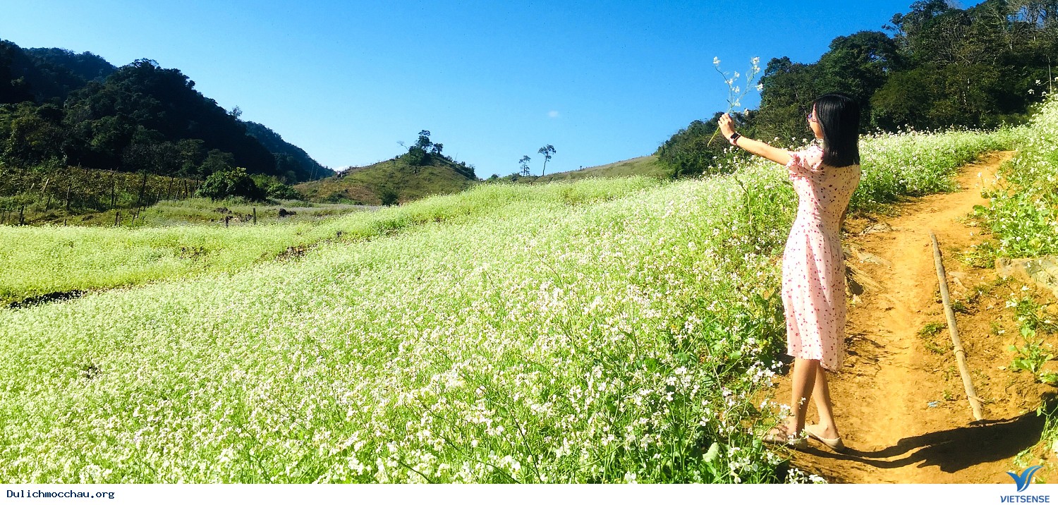 Tour Mộc Châu Mùa Hoa Cải 2025