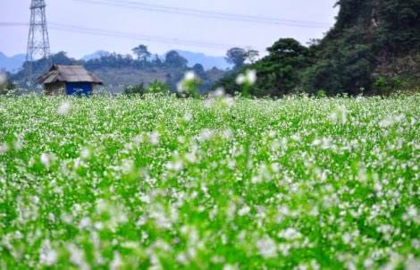 Trải Nghiệm Du Lịch Homestay Tại Bản Dọi - Mộc Châu - Ảnh 2 Trải Nghiệm Du Lịch Homestay Tại Bản Dọi - Mộc Châu - Ảnh 2