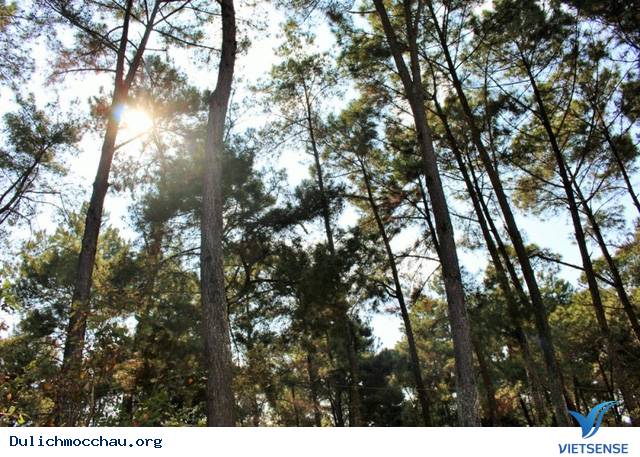 Phương tiện đến Mộc Châu Phương tiện đến Mộc Châu