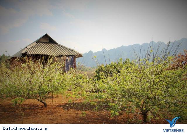 Đến Mộc Châu vào thời gian nào lý tưởng nhất? Đến Mộc Châu vào thời gian nào lý tưởng nhất?