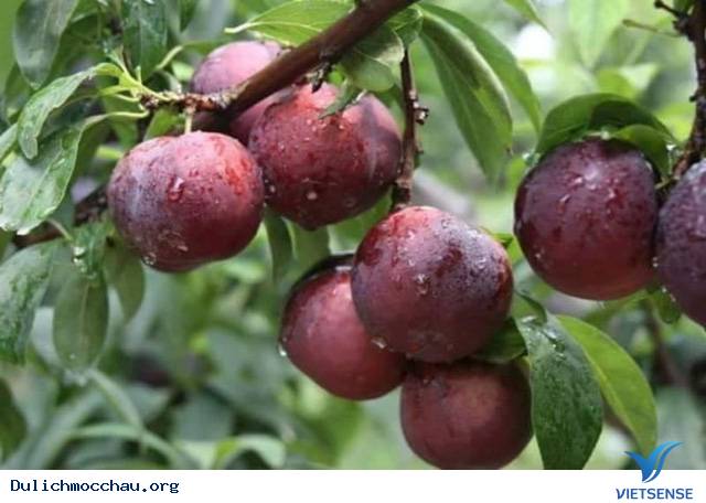 Tháng 5 lên Mộc Châu hái mận Tháng 5 lên Mộc Châu hái mận