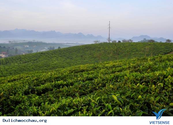 Tránh Nóng Mùa Hè Ở Mộc Châu - Ảnh 6 Tránh Nóng Mùa Hè Ở Mộc Châu - Ảnh 6