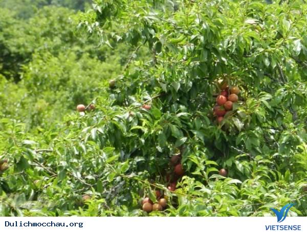 Tránh Nóng Mùa Hè Ở Mộc Châu - Ảnh 3 Tránh Nóng Mùa Hè Ở Mộc Châu - Ảnh 3