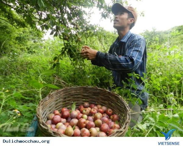 Tránh Nóng Mùa Hè Ở Mộc Châu - Ảnh 2 Tránh Nóng Mùa Hè Ở Mộc Châu - Ảnh 2