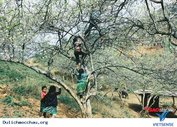 Trẻ Em Hồn Nhiên Vui Đùa Giữa Rừng Mận Trắng Mộc Châu - Ảnh 10