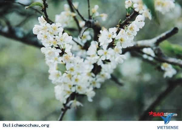 Trẻ Em Hồn Nhiên Vui Đùa Giữa Rừng Mận Trắng Mộc Châu - Ảnh 12