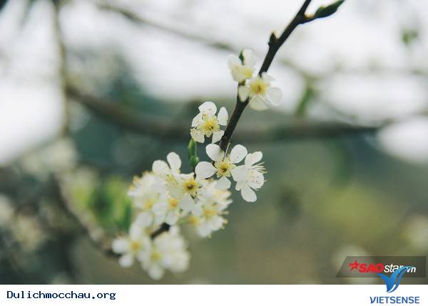 Trẻ Em Hồn Nhiên Vui Đùa Giữa Rừng Mận Trắng Mộc Châu - Ảnh 4