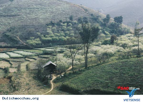 Trẻ Em Hồn Nhiên Vui Đùa Giữa Rừng Mận Trắng Mộc Châu - Ảnh 17