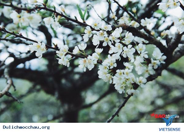 Trẻ Em Hồn Nhiên Vui Đùa Giữa Rừng Mận Trắng Mộc Châu - Ảnh 14