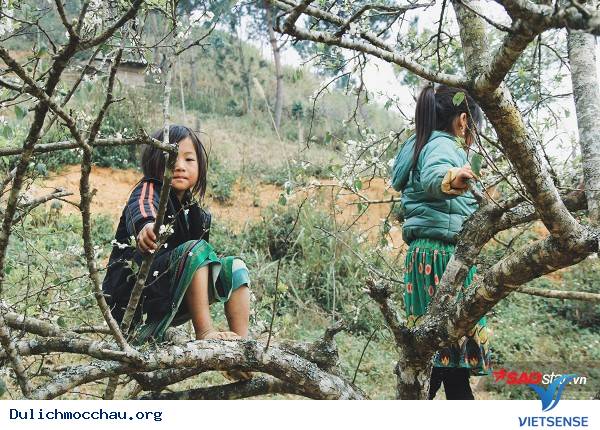 Trẻ Em Hồn Nhiên Vui Đùa Giữa Rừng Mận Trắng Mộc Châu - Ảnh 6