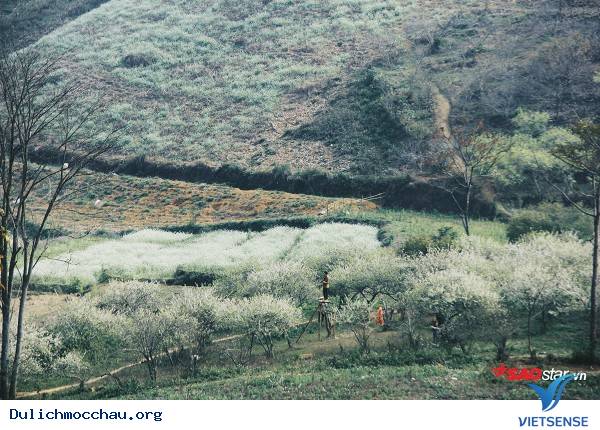 Trẻ Em Hồn Nhiên Vui Đùa Giữa Rừng Mận Trắng Mộc Châu - Ảnh 18