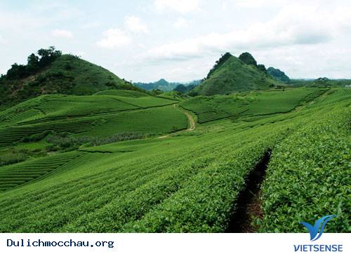 Trôi Trên Những Sóng Chè Mộc Châu - Ảnh 3 Trôi Trên Những Sóng Chè Mộc Châu - Ảnh 3