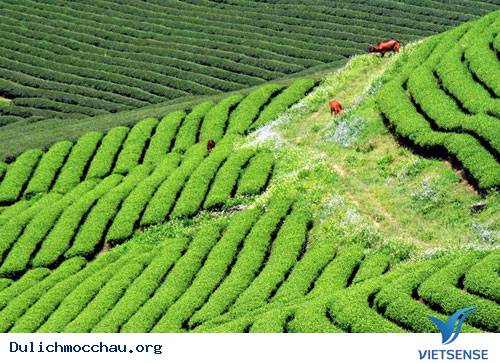 Trôi Trên Những Sóng Chè Mộc Châu - Ảnh 13 Trôi Trên Những Sóng Chè Mộc Châu - Ảnh 13