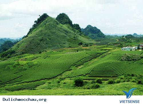 Trôi Trên Những Sóng Chè Mộc Châu - Ảnh 5 Trôi Trên Những Sóng Chè Mộc Châu - Ảnh 5
