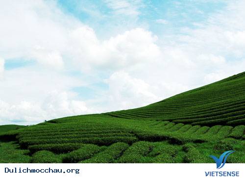 Trôi Trên Những Sóng Chè Mộc Châu - Ảnh 12 Trôi Trên Những Sóng Chè Mộc Châu - Ảnh 12