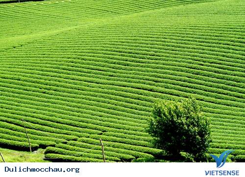 Trôi Trên Những Sóng Chè Mộc Châu - Ảnh 7 Trôi Trên Những Sóng Chè Mộc Châu - Ảnh 7