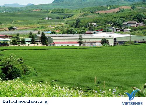 Trôi Trên Những Sóng Chè Mộc Châu - Ảnh 11 Trôi Trên Những Sóng Chè Mộc Châu - Ảnh 11