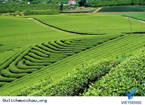 Trôi Trên Những Sóng Chè Mộc Châu - Ảnh 8 Trôi Trên Những Sóng Chè Mộc Châu - Ảnh 8