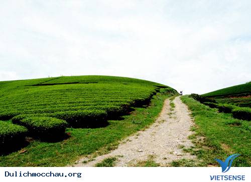 Trôi Trên Những Sóng Chè Mộc Châu - Ảnh 9 Trôi Trên Những Sóng Chè Mộc Châu - Ảnh 9