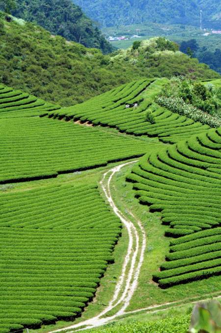 Trôi Trên Những Sóng Chè Mộc Châu - Ảnh 4 Trôi Trên Những Sóng Chè Mộc Châu - Ảnh 4