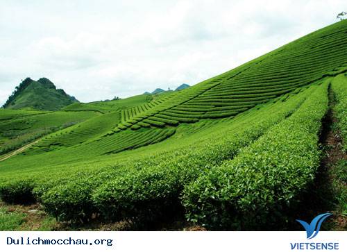 Trôi Trên Những Sóng Chè Mộc Châu - Ảnh 6 Trôi Trên Những Sóng Chè Mộc Châu - Ảnh 6