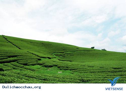 Trôi Trên Những Sóng Chè Mộc Châu - Ảnh 1 Trôi Trên Những Sóng Chè Mộc Châu - Ảnh 1