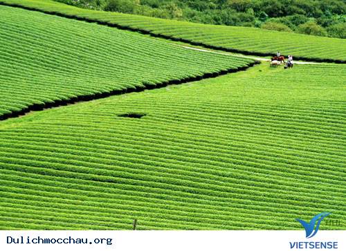 Trôi Trên Những Sóng Chè Mộc Châu - Ảnh 2 Trôi Trên Những Sóng Chè Mộc Châu - Ảnh 2