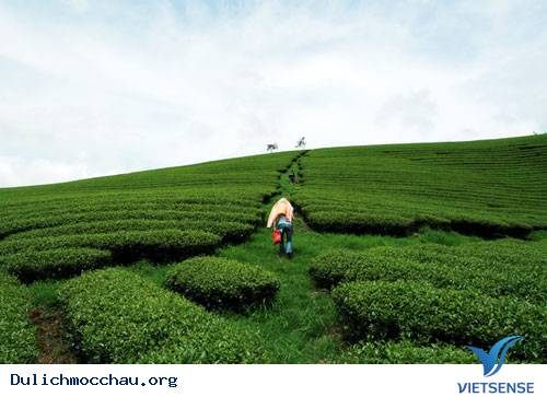 Trôi Trên Những Sóng Chè Mộc Châu - Ảnh 10 Trôi Trên Những Sóng Chè Mộc Châu - Ảnh 10