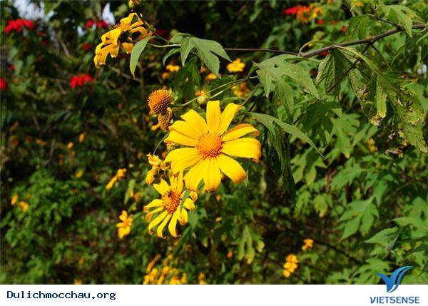 Vẻ Đẹp Mùa Đông Mộc Châu - Ảnh 4 Vẻ Đẹp Mùa Đông Mộc Châu - Ảnh 4