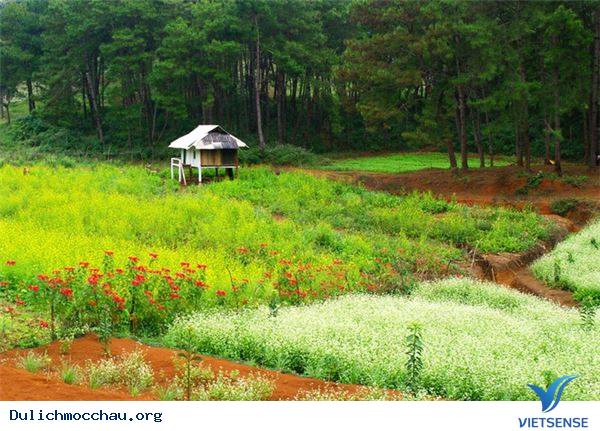 Vẻ Đẹp Mùa Đông Mộc Châu - Ảnh 1 Vẻ Đẹp Mùa Đông Mộc Châu - Ảnh 1