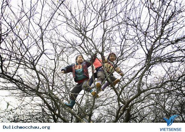 Vẻ Đẹp Mùa Đông Mộc Châu - Ảnh 9 Vẻ Đẹp Mùa Đông Mộc Châu - Ảnh 9