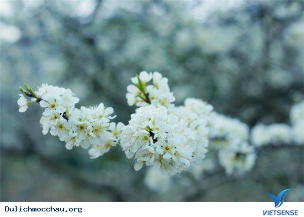 Vẻ Đẹp Mùa Đông Mộc Châu - Ảnh 6 Vẻ Đẹp Mùa Đông Mộc Châu - Ảnh 6