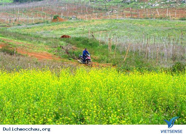 Vẻ Đẹp Mùa Đông Mộc Châu - Ảnh 3 Vẻ Đẹp Mùa Đông Mộc Châu - Ảnh 3