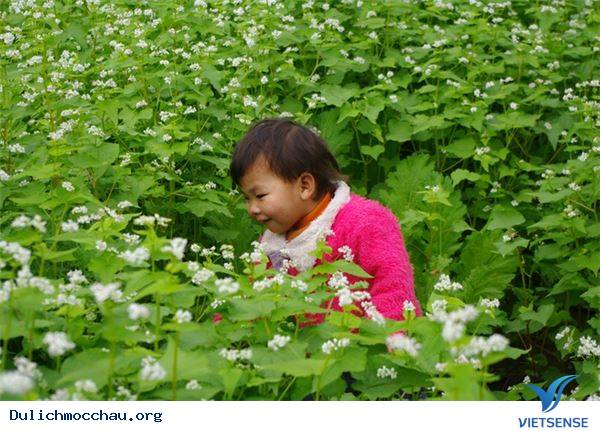 Vẻ Đẹp Mùa Đông Mộc Châu - Ảnh 8 Vẻ Đẹp Mùa Đông Mộc Châu - Ảnh 8