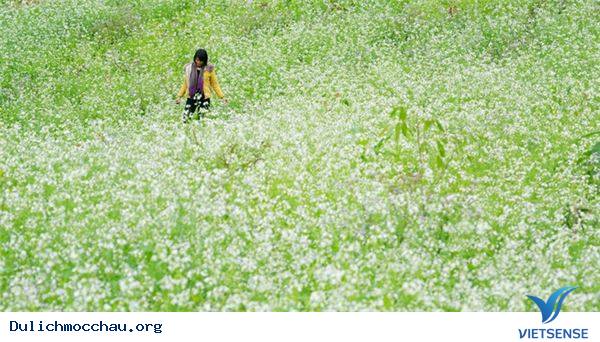 Vẻ Đẹp Mùa Đông Mộc Châu - Ảnh 2 Vẻ Đẹp Mùa Đông Mộc Châu - Ảnh 2