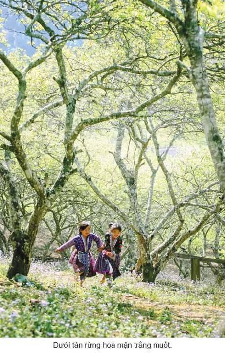 Vẻ Đẹp Phiêng Cành Trong Những Ngày Đầu Xuân - Ảnh 3 Vẻ Đẹp Phiêng Cành Trong Những Ngày Đầu Xuân - Ảnh 3
