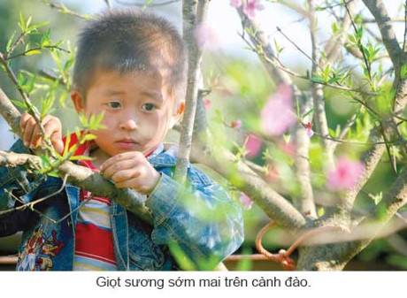 Vẻ Đẹp Phiêng Cành Trong Những Ngày Đầu Xuân - Ảnh 5 Vẻ Đẹp Phiêng Cành Trong Những Ngày Đầu Xuân - Ảnh 5