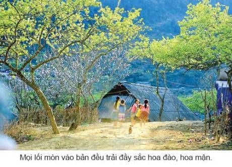 Vẻ Đẹp Phiêng Cành Trong Những Ngày Đầu Xuân - Ảnh 7 Vẻ Đẹp Phiêng Cành Trong Những Ngày Đầu Xuân - Ảnh 7