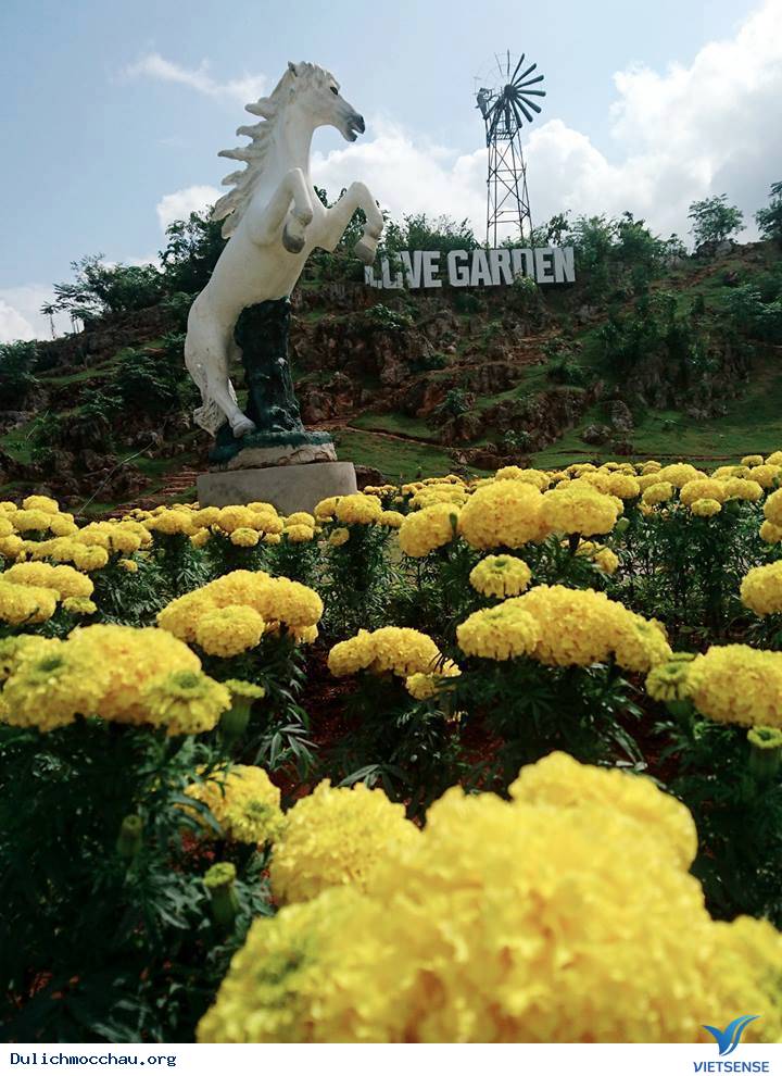 Vườn Hoa Love Garden - Điểm Đến Thú Vị Mới Nổi Ở Mộc Châu - Ảnh 7 Vườn Hoa Love Garden - Điểm Đến Thú Vị Mới Nổi Ở Mộc Châu - Ảnh 7