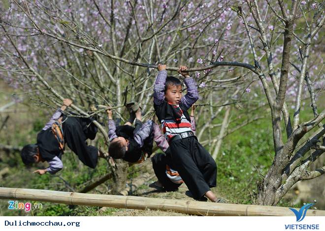 Xuân Rực Rỡ Trên Cao Nguyên Mộc Châu - Ảnh 3 Xuân Rực Rỡ Trên Cao Nguyên Mộc Châu - Ảnh 3