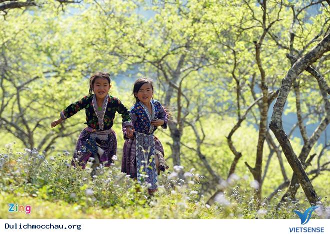 Xuân Rực Rỡ Trên Cao Nguyên Mộc Châu - Ảnh 5 Xuân Rực Rỡ Trên Cao Nguyên Mộc Châu - Ảnh 5