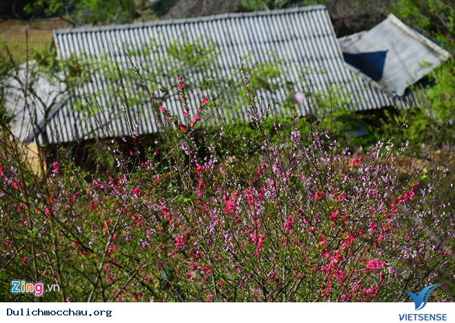 Xuân Rực Rỡ Trên Cao Nguyên Mộc Châu - Ảnh 6 Xuân Rực Rỡ Trên Cao Nguyên Mộc Châu - Ảnh 6