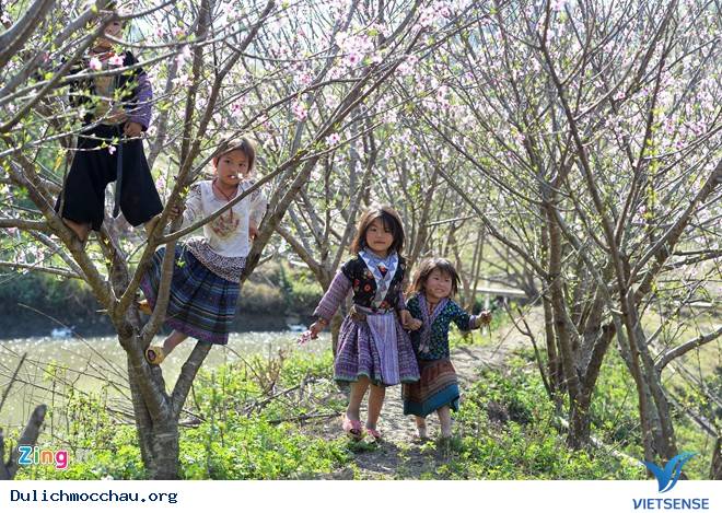 Xuân Rực Rỡ Trên Cao Nguyên Mộc Châu - Ảnh 2 Xuân Rực Rỡ Trên Cao Nguyên Mộc Châu - Ảnh 2