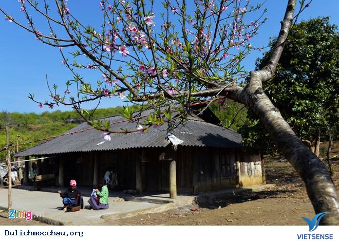 Xuân Rực Rỡ Trên Cao Nguyên Mộc Châu - Ảnh 4 Xuân Rực Rỡ Trên Cao Nguyên Mộc Châu - Ảnh 4