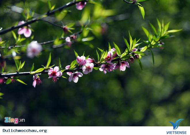 Xuân Rực Rỡ Trên Cao Nguyên Mộc Châu - Ảnh 1 Xuân Rực Rỡ Trên Cao Nguyên Mộc Châu - Ảnh 1